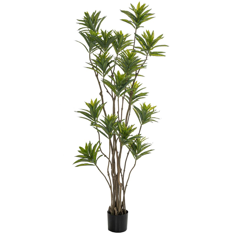 Φυτό bamboo 180εκ. σε μαύρη πλαστική γλάστρα Φυτό bamboo 180εκ. σε μαύρη πλαστική γλάστρα