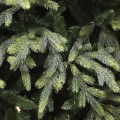 Δέντρο Fraser Fir 240εκ