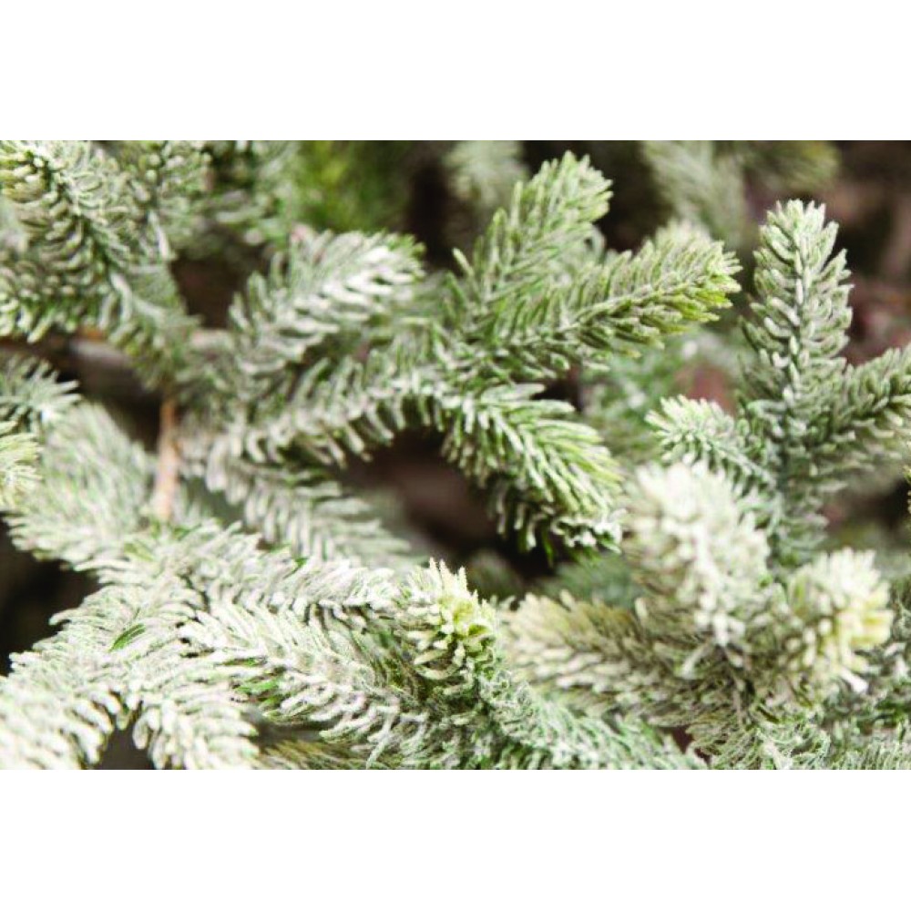 Δέντρο Black Hills Flocked 230cm Δέντρο Black Hills Flocked 230cm