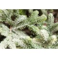 Δέντρο Black Hills Flocked 230cm Δέντρο Black Hills Flocked 230cm