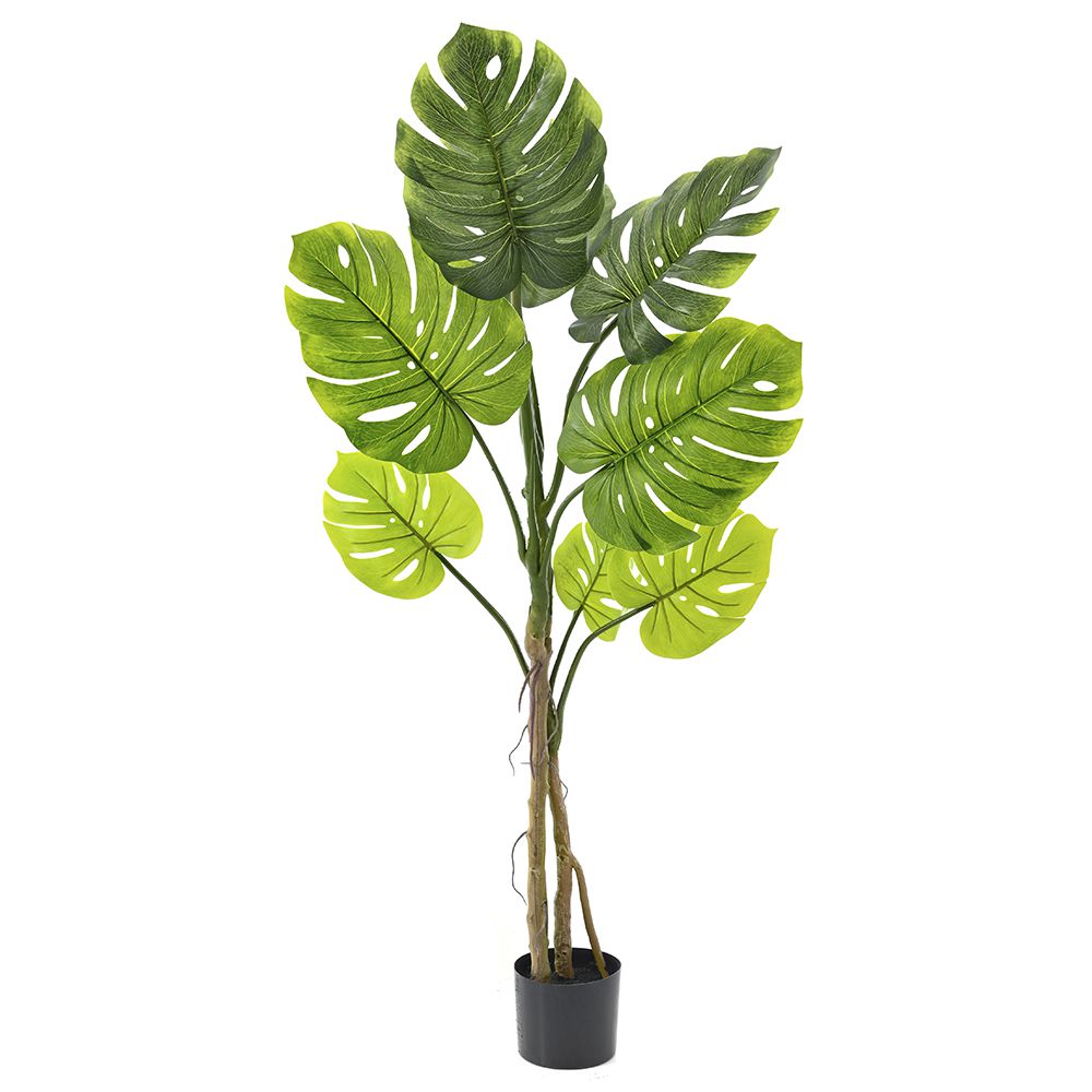 Φυτό Monstera με 7 φύλλα 60εκ