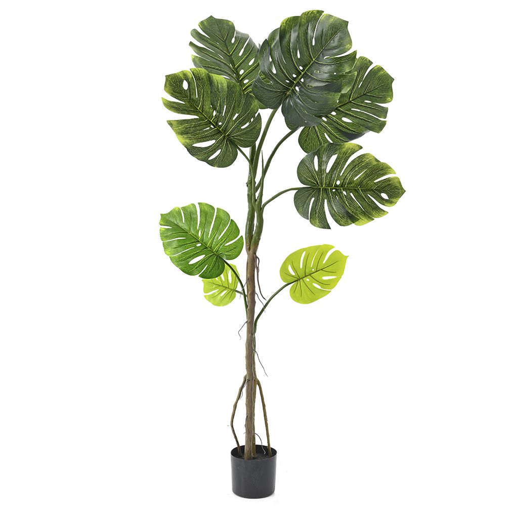 Φυτό Monstera με 8 φύλλα 130εκ Φυτό Monstera με 8 φύλλα 130εκ