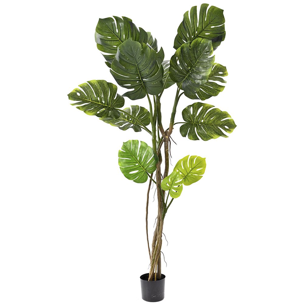 Φυτό Monstera με 18 φύλλα 165εκ Φυτό Monstera με 18 φύλλα 165εκ
