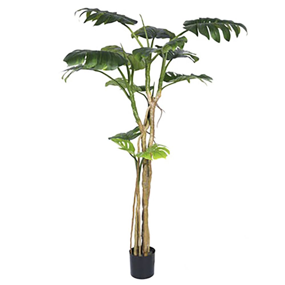 Φυτό Monstera με 13 φύλλα 180εκ Φυτό Monstera με 13 φύλλα 180εκ