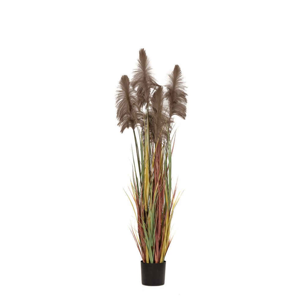Φυτό καφέ 180εκ με κλαδιά Pampas Grass σε μαύρη πλαστική γλάστρα
