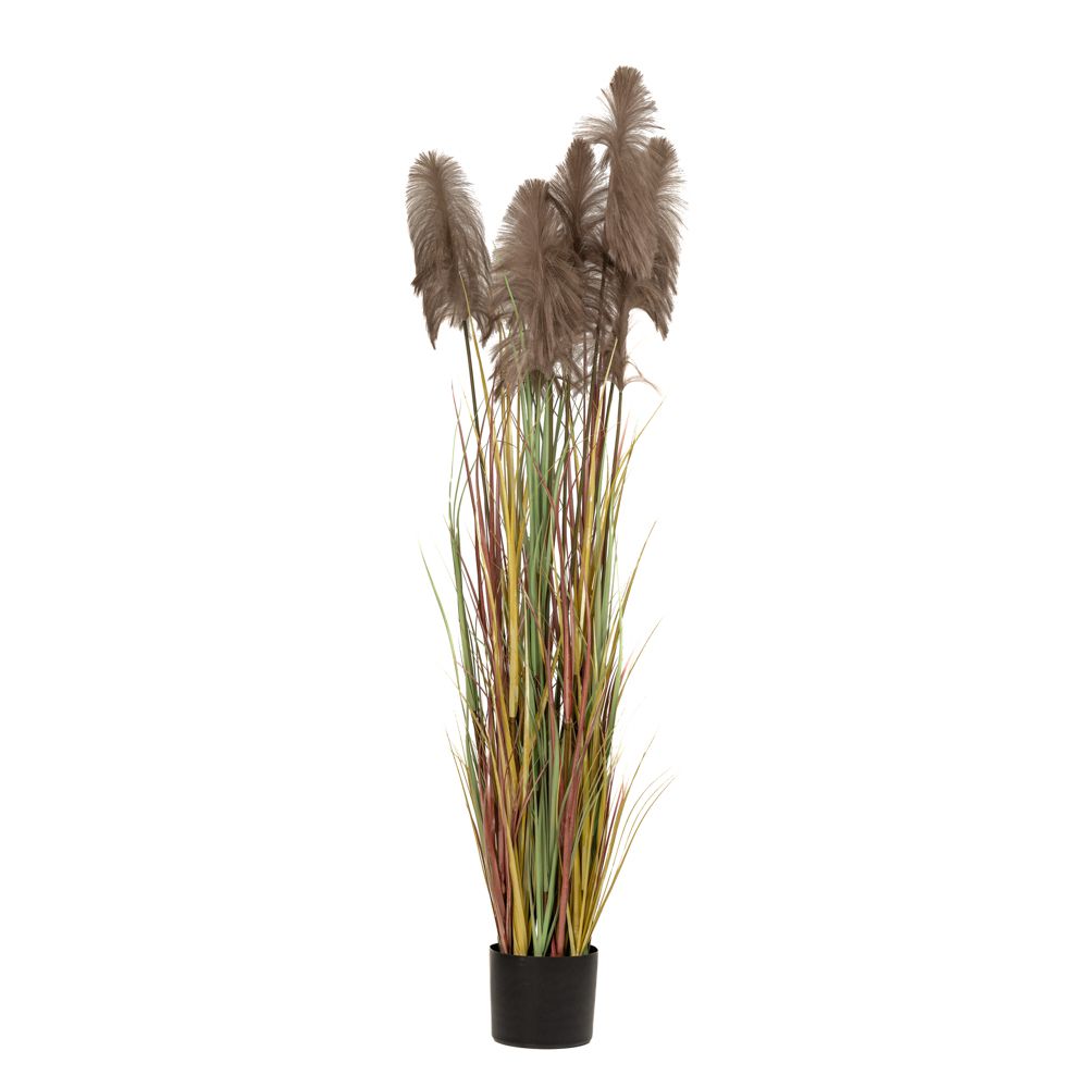 Φυτό καφέ 220εκ με κλαδιά Pampas Grass σε μαύρη πλαστική γλάστρα Φυτό καφέ 220εκ με κλαδιά Pampas Grass σε μαύρη πλαστική γλάστρα