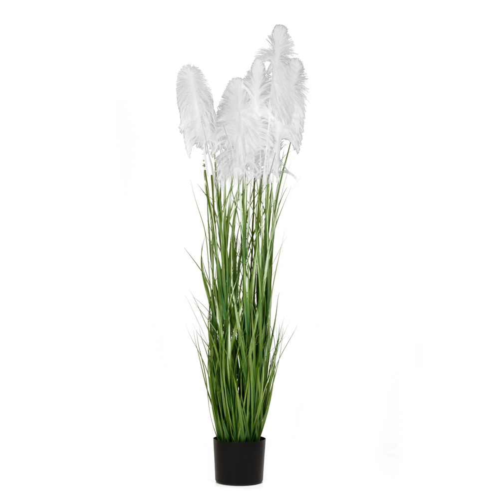 Φυτό λευκό 220εκ με κλαδιά Pampas Grass σε μαύρη πλαστική γλάστρα Φυτό λευκό 220εκ με κλαδιά Pampas Grass σε μαύρη πλαστική γλάστρα