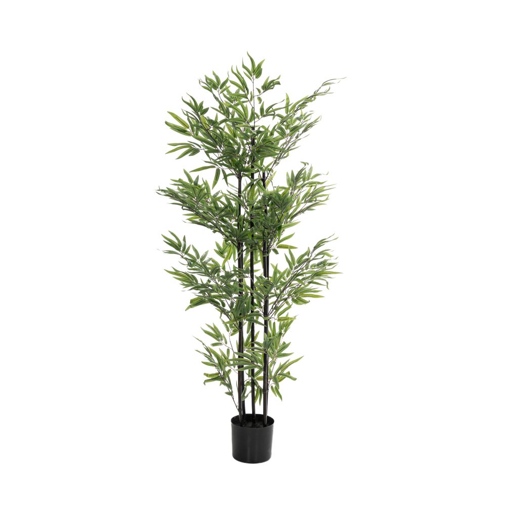 Φυτο bamboo 150εκ. σε μαυρη πλαστικη γλαστρα Φυτο bamboo 150εκ. σε μαυρη πλαστικη γλαστρα